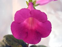 Sinningia 'HCY's Lady Lady' Sinningia 'HCY's Lady Lady'